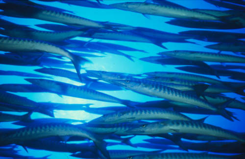 Barracudas.jpg