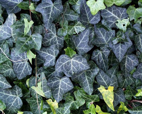 ivy.jpg